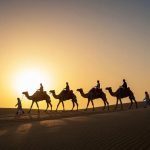 Dubai çölünde gün batımı sırasında kum tepesinin üzerinden geçen bir deve kervanı.